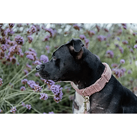 Kentucky Dog Collar | Teddy Fleece 